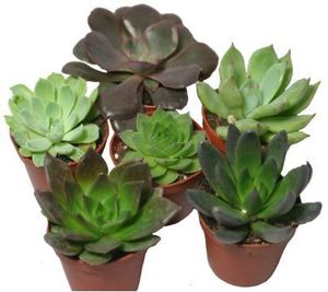 Echeveria Assortment